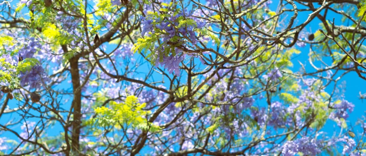 a tree filled with lots of purple and green flowers