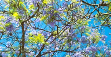 a tree filled with lots of purple and green flowers